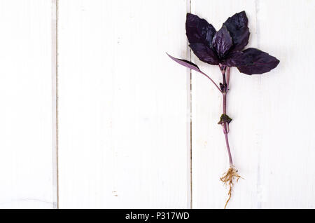Basilic Feuilles rouge. Studio Photo Banque D'Images