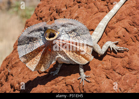 Lézard à collerette Banque D'Images