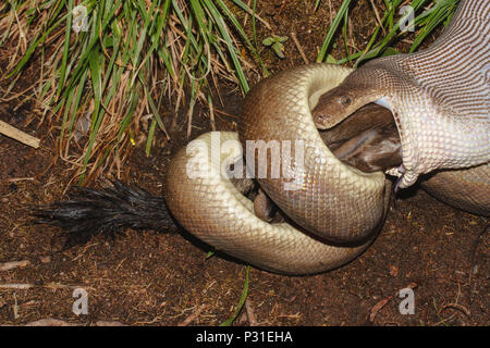 Python Olive Wallaby de l'alimentation Banque D'Images