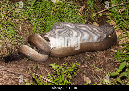 Python Olive Wallaby de l'alimentation Banque D'Images