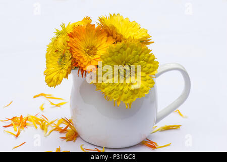 Calendula officinalis sur fond blanc Banque D'Images