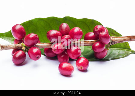 Des grains de café frais sur fond blanc Banque D'Images