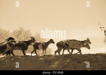 Un troupeau de chèvres est raccompagné à ses domaines. Les chèvres à pied dans les lignes au-dessus du sable dans la campagne près de Cafayate, Argentine. Banque D'Images