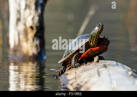 Une Amérique tortue peinte (Chrysemys picta) baigne dans le soleil sur un log sur Fernan Lake dans l'Idaho. Banque D'Images