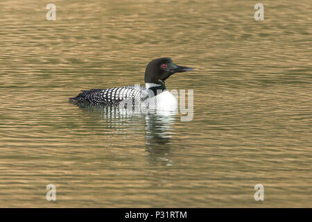 Un plongeon huard (Gavia immer) nage dans Fernan Lake par coeur d'Alene, Idaho. Banque D'Images