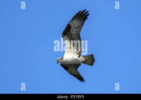 Un balbuzard pêcheur (Pandion haliaetus) vole dans le ciel à la recherche de nourriture plus de Fernan Lake dans le nord de l'Idaho. Banque D'Images