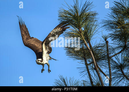 Un balbuzard pêcheur (Pandion haliaetus) prend son envol à partir d'une branche par Fernan Lake dans le nord de l'Idaho. Banque D'Images