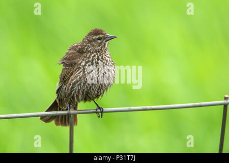 Bruant chanteur (Melospiza melodia) perché sur un grillage par Hauser Lake, New York. Banque D'Images