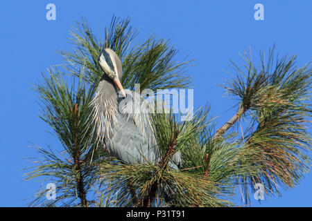 Grand héron (Ardea herodias) preens lui-même dans un arbre par Fernan Lake, New York. Banque D'Images