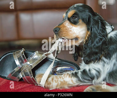 Un mignon chiot cocker mâchonne une sandale dans un home, distributeur auxiliaire Banque D'Images