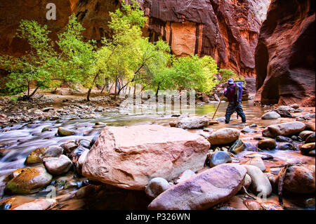 Un randonneur navigue à travers l'embranchement nord de la rivière vierge dans le passage étroit dans Zion National Park, Utah Banque D'Images