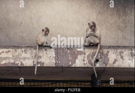 Lopburi, Thaïlande. 6Th Nov 2017. Deux singes à regarder la vie de la rue de Lopburi. Crédit : Daniel Dohlus/ZUMA/Alamy Fil Live News Banque D'Images