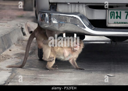 Lopburi, Thaïlande. 6Th Nov 2017. Pendant la saison de reproduction, chaque petit hideaway est la bienvenue pour l'accouplement. Crédit : Daniel Dohlus/ZUMA/Alamy Fil Live News Banque D'Images