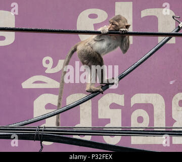 Lopburi, Thaïlande. 6Th Nov 2017. Comme les arbres sont leur habitat naturel les singes de Lopburi utilisent principalement des lignes électriques en remplacement. Crédit : Daniel Dohlus/ZUMA/Alamy Fil Live News Banque D'Images