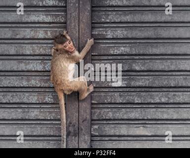 Lopburi, Thaïlande. 6Th Nov 2017. Cette petite merveille est de monter un atelier fermé en avant le singe ville de Lopburi. Crédit : Daniel Dohlus/ZUMA/Alamy Fil Live News Banque D'Images