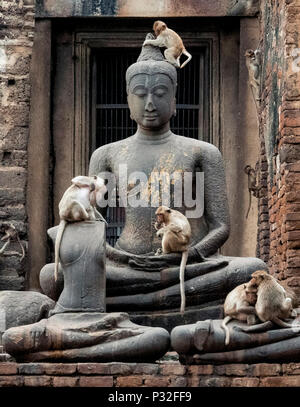 Lopburi, Thaïlande. 5Th Nov, 2017. Les singes grimper sur une statue de Bouddha au Temple Prang Sam Vous à Lopburi, la célèbre ville de singe. Crédit : Daniel Dohlus/ZUMA/Alamy Fil Live News Banque D'Images