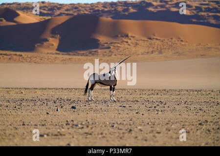 Oryx s'arrête et tourne la tête pour regarder derrière sur plaine désertique en face de dunes de sable doré en Namibie Banque D'Images