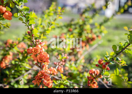 Fleurs rouges fleurs sur un arbre. Banque D'Images