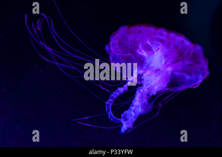 La méduse à rayures violet (Chrysaora colorata) une espèce de méduse, mer de l'ortie, medusa (Medusozoa), les animaux marins, croissant sous lumière noire Banque D'Images