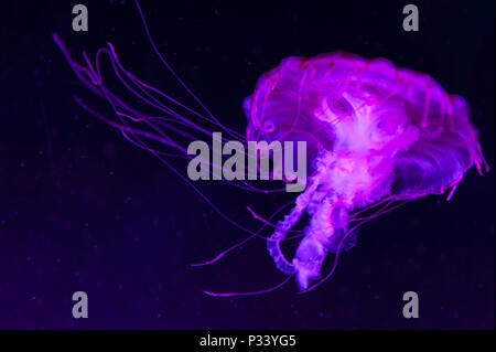 La méduse à rayures violet (Chrysaora colorata) une espèce de méduse, mer de l'ortie, medusa (Medusozoa), les animaux marins, croissant sous lumière noire Banque D'Images