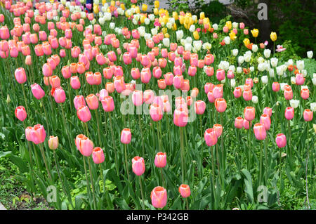 Rougissant Dame Tulipes sur Windmill Island Tulip Garden Banque D'Images