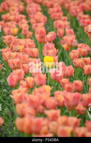 Perle saumon Tulipes sur Windmill Island Tulip Garden Banque D'Images