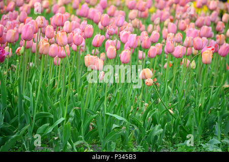 Le Beau Monde Tulipes sur Windmill Island Tulip Garden Banque D'Images