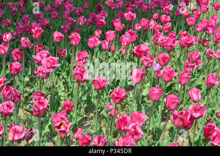 Le Beau Monde Tulipes sur Windmill Island Tulip Garden Banque D'Images