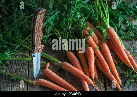 Paquet de carottes orange avec leurs feuilles vertes réparties sur une vieille table rustique et d'un couteau, les bois, dans la lumière du matin. Banque D'Images