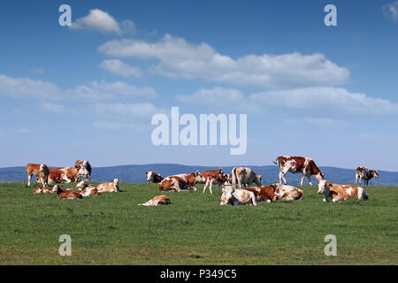 Troupeau de vaches dans les prés Banque D'Images