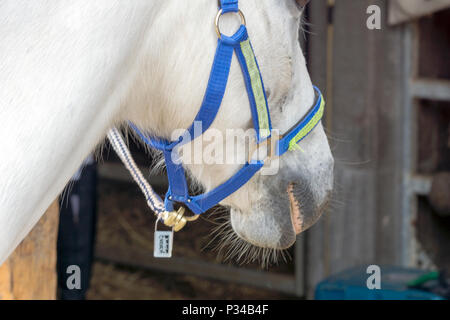 Des chevaux dans une ferme équestre en Allemagne près de Hambourg Banque D'Images