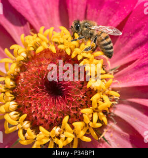 gros plan macro d'une abeille se nourrissant sur rose magenta et fleur de zinnia jaune Banque D'Images