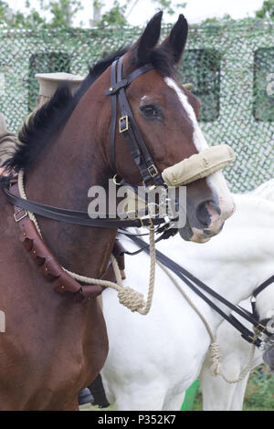 Animaux en guerre mondiale, cheval de guerre portant un masque à gaz Banque D'Images