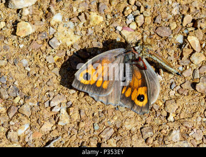 Le Asylids sont la famille des voleurs, aussi appelés assassins. Image d'un voleur voler tuer et manger un papillon. Banque D'Images