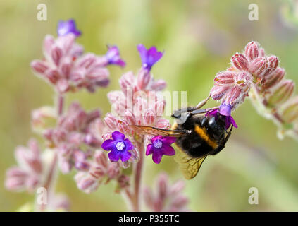 L'extraction de Bumble Bee pollen d'une fleur Banque D'Images