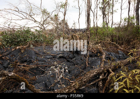 Coulée de lave à Hawaii, qui a brûlé les arbres et arbustes Banque D'Images