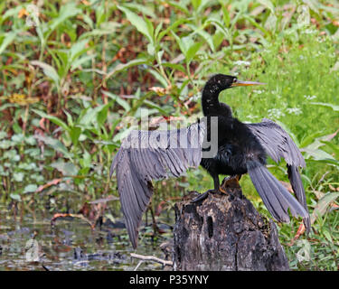 Anhingas, également appelé vert, oiseaux, serpents, oiseaux de la Turquie et des États-Unis sont une vue commune de dard le long de la plupart de toute l'eau douce en Floride Banque D'Images