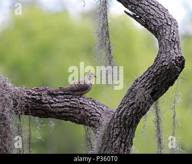 La Tourterelle triste tournant sur tronc d'arbre entouré de mousse espagnole Banque D'Images