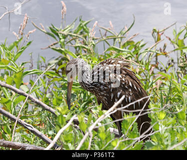 L'Aramus guarauna Limpkin () est aussi appelé carrao, courlan, d'oiseaux et de pleurer Banque D'Images