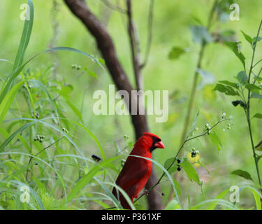 Homme oiseau Cardinal rouge vif en décor tropical avec des plantes vertes entourant Banque D'Images