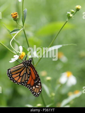 Le monarque (Danaus plexippus) sur les fleurs sauvages en Floride Banque D'Images