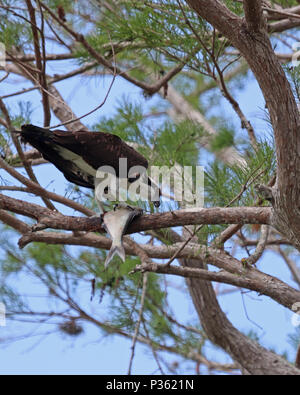 Western Osprey, également appelé Sea Hawk hawk, la rivière et les poissons manger hawk un poisson de la sécurité d'un pin Banque D'Images