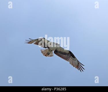 Ospreys sera souvent pause dans les airs et planer dans leur recherche les eaux pour le poisson Banque D'Images