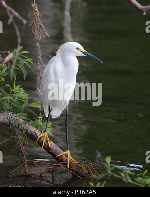 Belle Aigrette neigeuse perché sur une branche tombée le long d'une rivière en Floride Banque D'Images