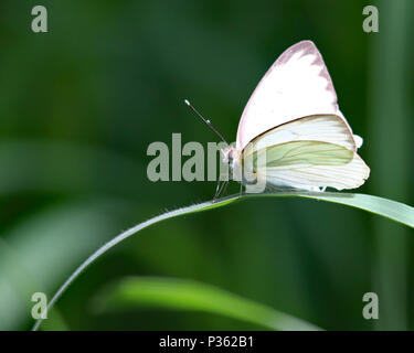 Grand papillon blanc du sud (Ascia) monsute Banque D'Images