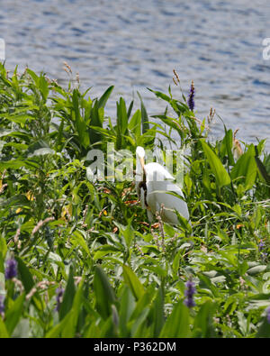 Grande Aigrette tenant une grenouille dans son bec pointu comme elle chasse les plantes le long d'un étang en Floride Banque D'Images