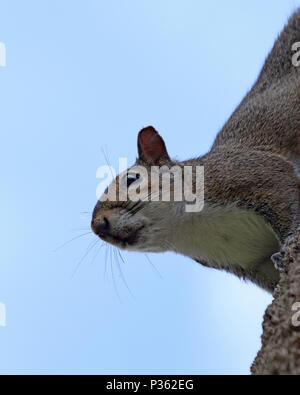 L'écureuil gris est une escalade sur le palmiers en Floride