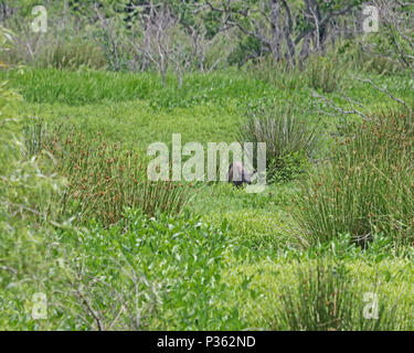 Sanglier (Sus scrofa) dans les marais de Floride Banque D'Images