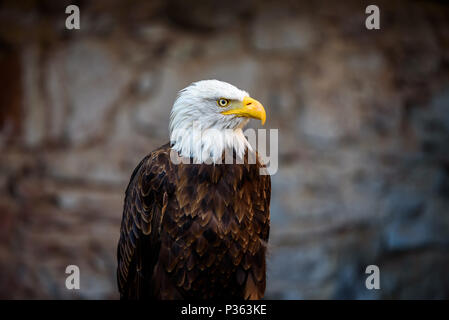 Magnifique pygargue à tête blanche (Haliaeetus leucocephalus) lat. - la faune magnifique Banque D'Images