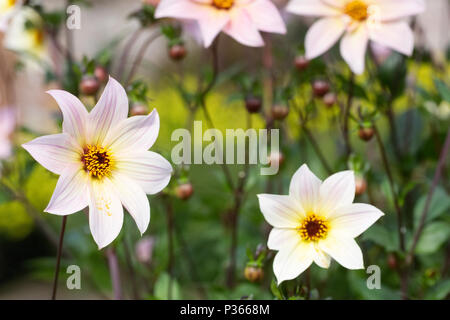 Dahlia 'fleurs' éthérée. Banque D'Images